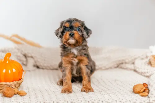 5l 7 5147 5402truffle 1